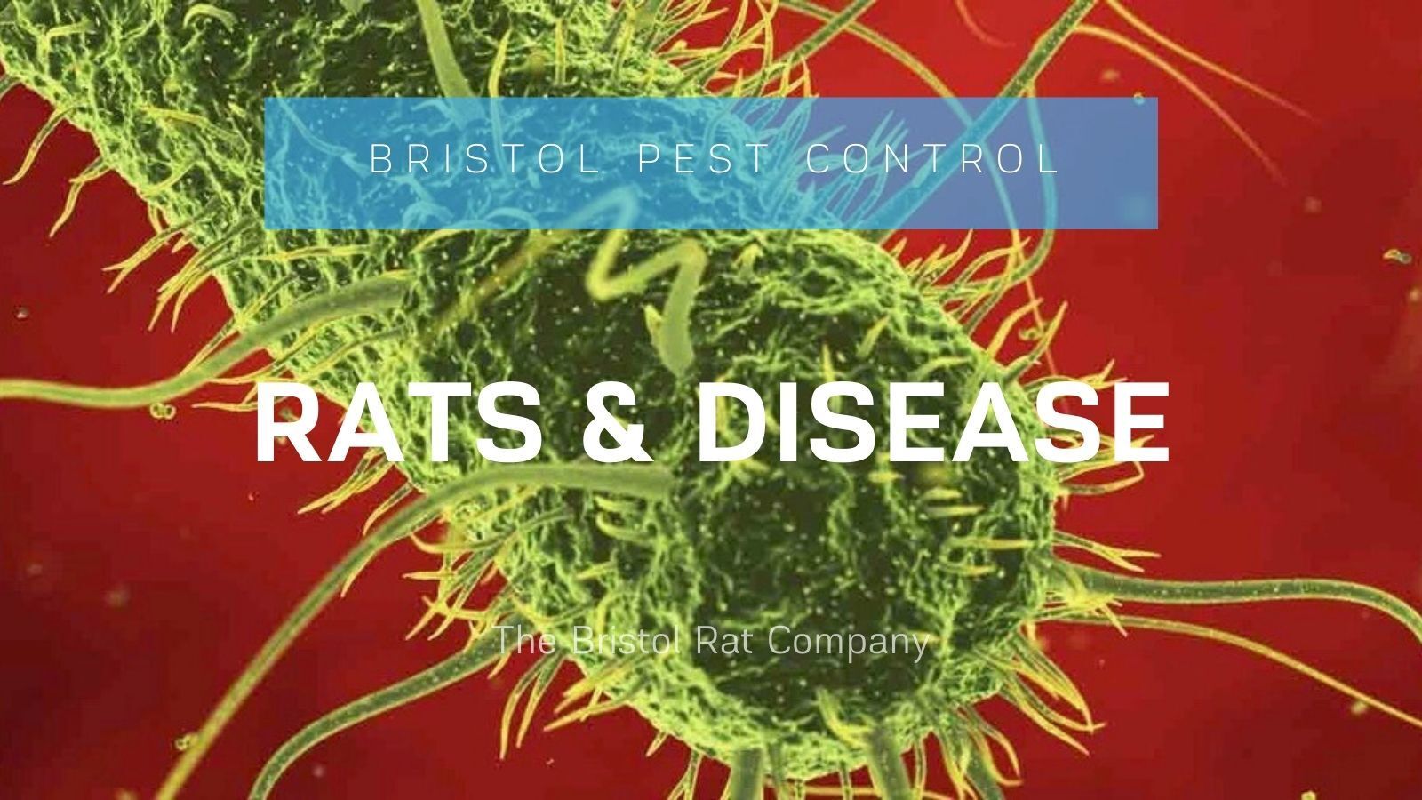 rats and disease