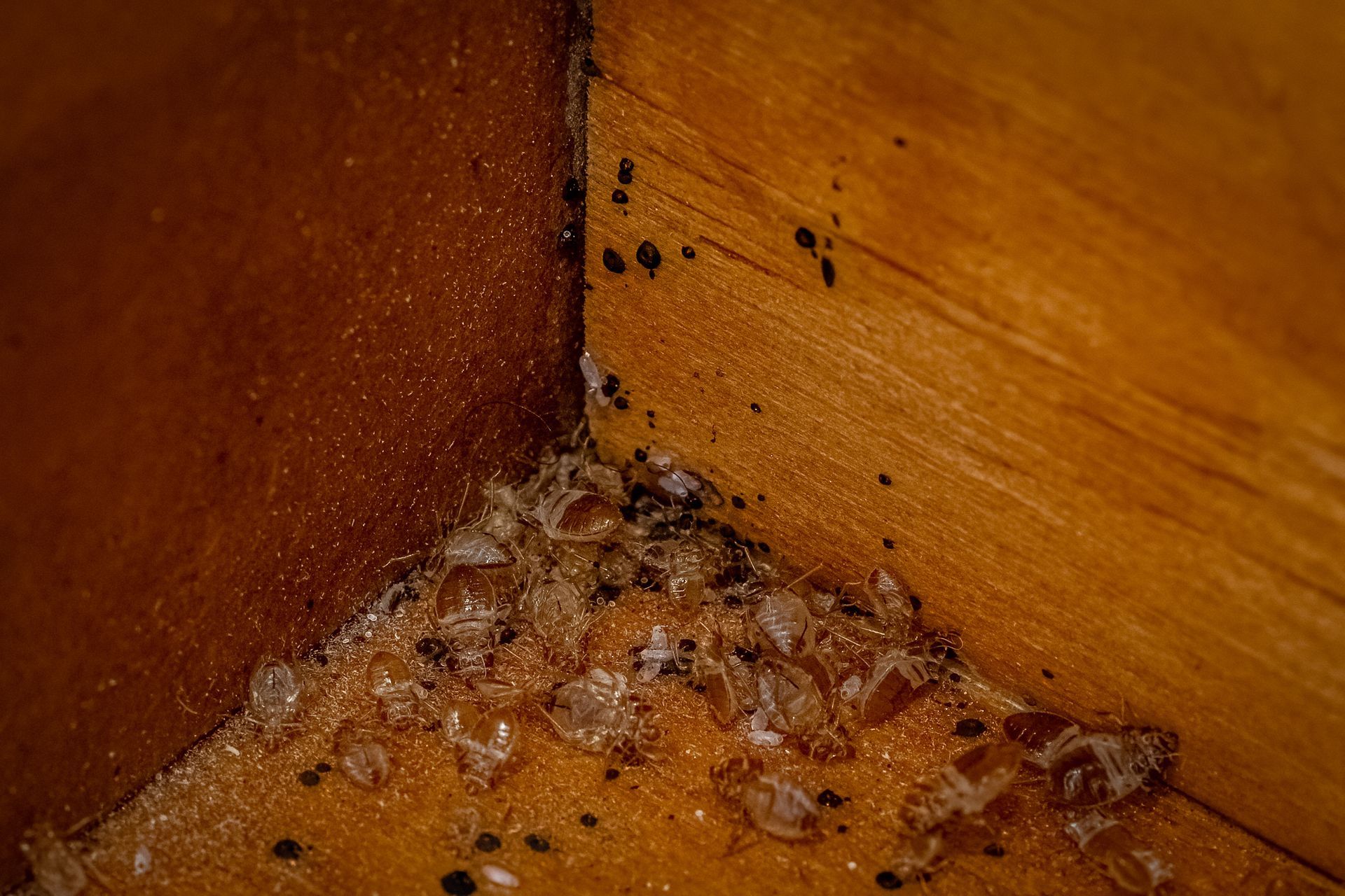 common bed bugs